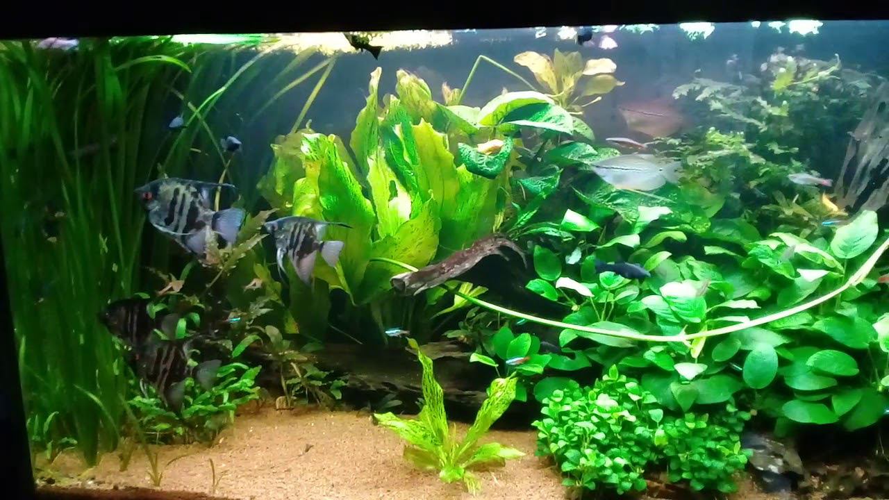 Аквариум 300 литров. смотреть онлайн