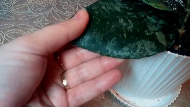 Хойя Caudata, Caudata Gold flovers, Caudata Silver,Caudata Big leaf, Caudata IML-950 смотреть онлайн