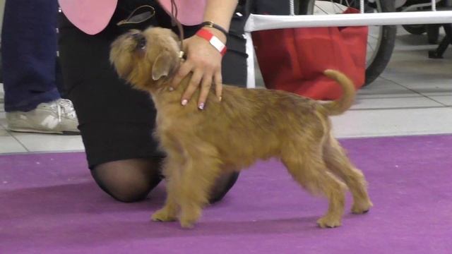 4 отличия между брюссельским, бельгийским гриффоном и пти-брабансоном смотреть онлайн