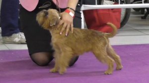 4 отличия между брюссельским, бельгийским гриффоном и пти-брабансоном