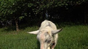 Держать ли козла в хозяйстве? Нужен ли козел? Секреты экономии Проверенный племенной козел