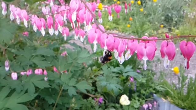 Полосатый мух. Шмель на сборе смотреть онлайн