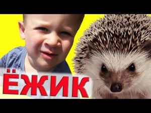 ★ VLOG - ЁЖИК ТОНУЛ в БАССЕЙНЕ Как Рома Спас Ежика Операция по СПАСЕНИЮ Ежа How Roma Save Hedgehog