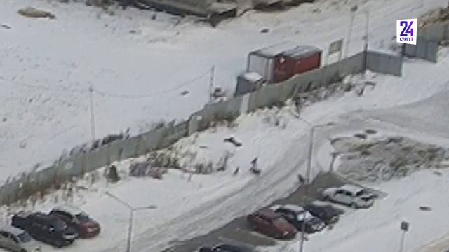 Собаки напали на женщину в Нижневартовске смотреть онлайн