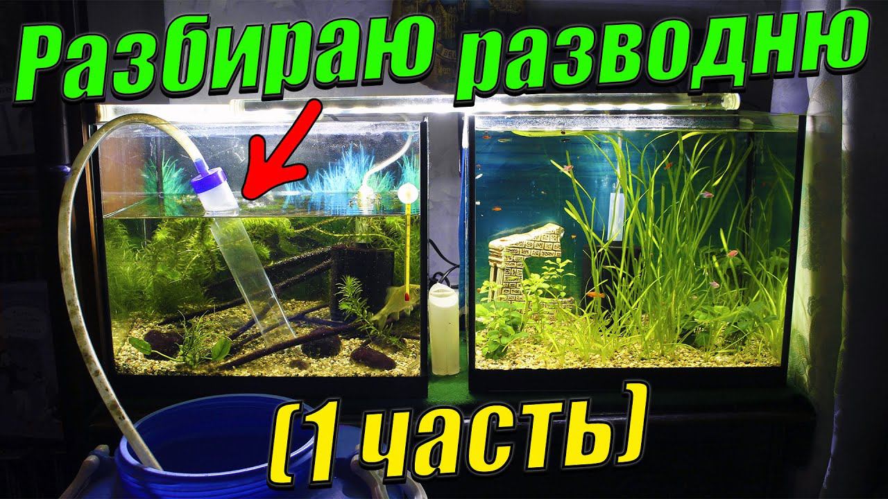Разбираю рыборазводню аквариумных рыбок! (1 часть)