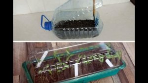 Плесень на рассаде.Что делать, если грунт заплесневел.