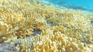 Чем удивит море в Сахл Хашиш. Хургада, Египет 2023