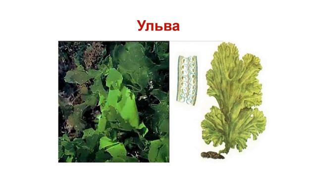 Протисты. Тема 7. Многоклеточные протисты (многоклеточные водоросли). Лабораторная работа № 2 смотреть онлайн