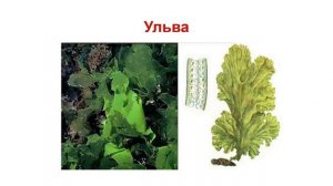 Протисты. Тема 7. Многоклеточные протисты (многоклеточные водоросли). Лабораторная работа № 2