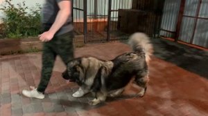 Послушание Кавказской овчарки