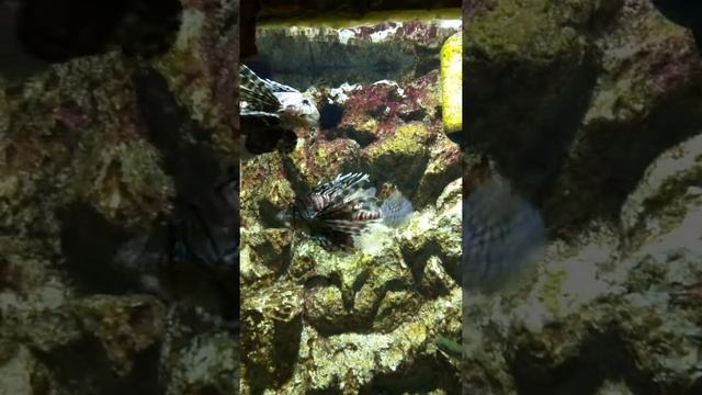 Aquarium Rhodos Teil 2