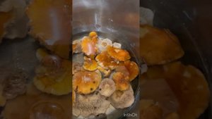 Жареные грибы паутинники ( приболотники) с луком