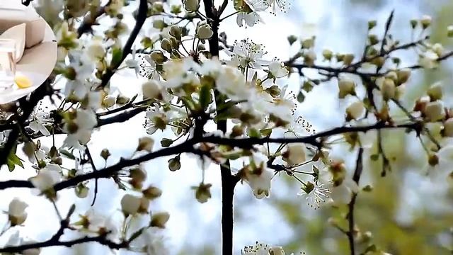 Лечение луком - шум в ушах, простуда, туберкулез, иммунитет, бессонница, сосуды головного мозга...