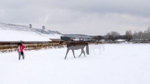 Купить ? - не напасть,
Как бы с лошадью не пропасть.
?