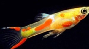 Гуппи Эндлера голд