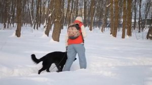 Черная немецкая овчарка