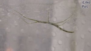 5 интересных фактов о палочниках