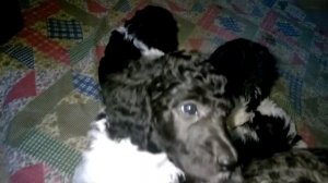 Щенки пуделя арлекина