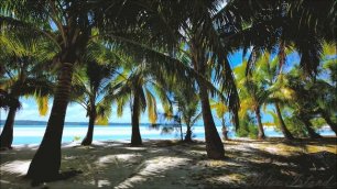 🌊 Нежный умиротворяющий шум моря и звуки природы среди пальм 🌴| Шум океана и крик чаек среди пальм