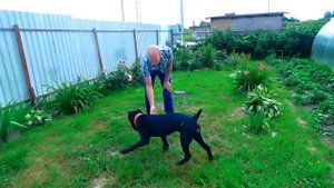 Купировали уши Кане Корсо