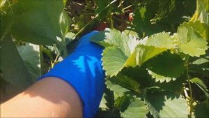 КЛУБНИКА ГИГАНТЕЛЛА