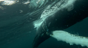 Запутался в сетях: в Мурманской области пытаются спасти краснокнижного кита Станислава