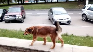 Иноходь шагом