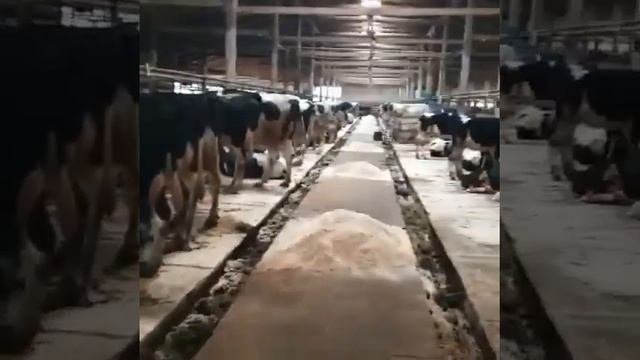Коровы молочные. Продажа на экспорт, порода Чёрная пёстрая.