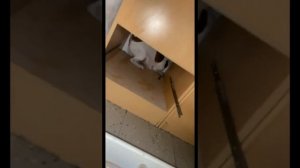 ДЖЕК РАССЕЛ ПРОТИВ КРЫСЫ.20 СЕКУНД. JACK RUSSEL TERRIER vs. RAT