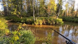 ТАЁЖНЫЙ РУЧЕЙ ЗА ЧЕБАКОМ (МОХТИКОМ) НА МОТОСОБАКЕ