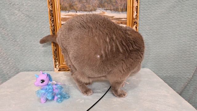 Британская короткошерстная кошка в продаже окрас голубой смотреть онлайн