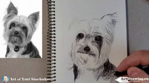 Как нарисовать йоркширского терьера How to draw a Yorkshire terrier