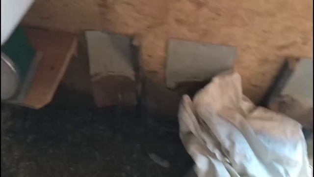 Мехеленская кукушка ( Малин) 3 месяца . смотреть онлайн