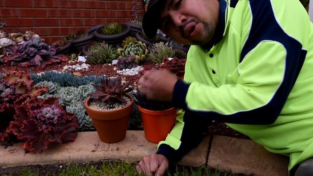 The difference between Echeveria Black Prince and Black Knight смотреть онлайн