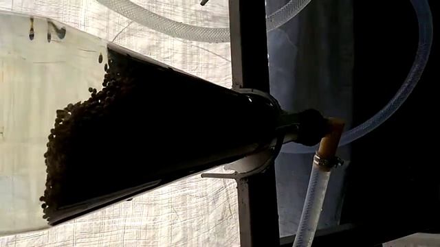 Acipenser ruthenus Стерлядь. Процес інкубації ікри Стерляді смотреть онлайн