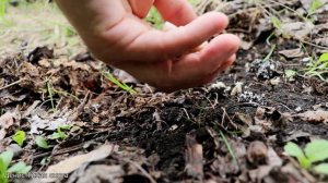 Энтолома садовая - думал вкусный гриб, но оказалось вкуснее | Entoloma clypeatum
