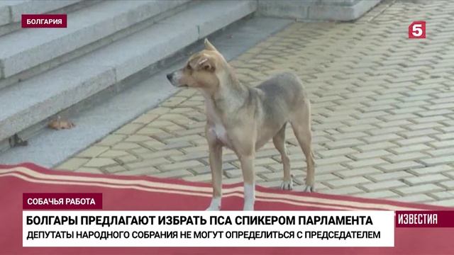 Депутатам Болгарии предложили собаку на должность спикера Народного собрания