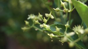 Sony Alpha A33 Camera Test