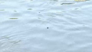 Ловля рыбы болонской удочкой. Что такое болонская удочка?