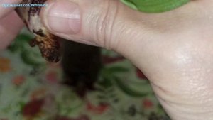Орхидея,Пафиопедиллум, как нарастить корни?