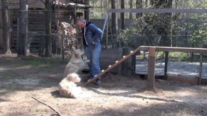 Golden retriever beam training/Ретривер осваивает бум