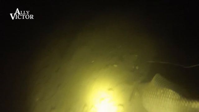 Карась-страус смотреть онлайн