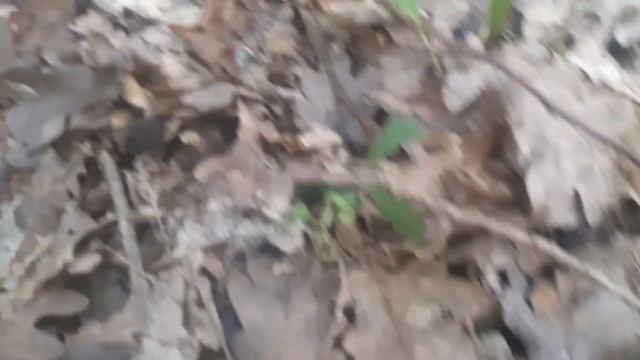 Лисички.Грибы Краснодарского края смотреть онлайн