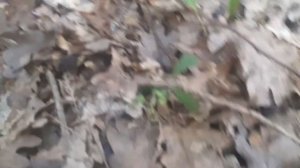 Лисички.Грибы Краснодарского края