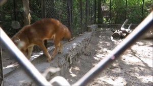 Гривистые и красные волки 30.05.2022