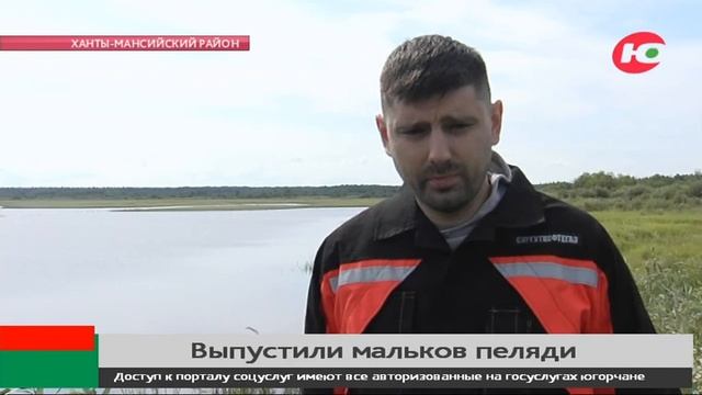 В Югре 25 миллионов мальков пеляди выпустили в Обь-Иртышский бассейн смотреть онлайн