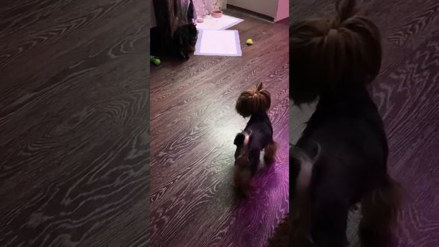 Йоркширский терьер Ася, два месяца, прессует старшую смотреть онлайн