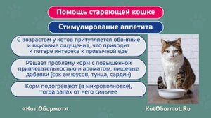 Кошачья старость — что нужно знать об уходе за стареющими кошками