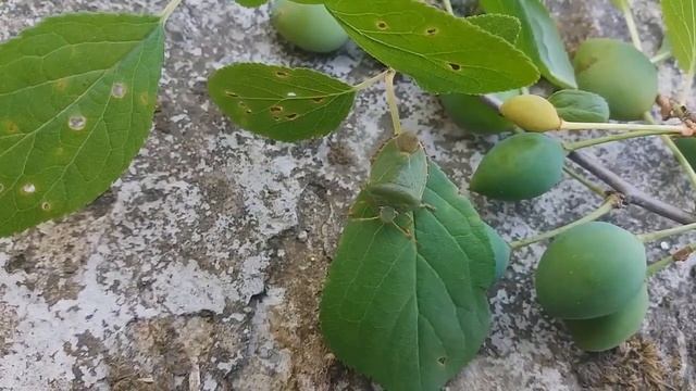 Клоп  Щитник зеленый древесный ( Palomena prasina)