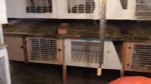 КОРМЛЕНИЕ КРОЛИКОВ МЕШАНКОЙ.